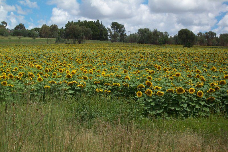 Walkabout Estate Guest Farm Ficksburg Free State South Africa Field, Nature, Agriculture, Flower, Plant, Meadow, Sunflower, Lowland