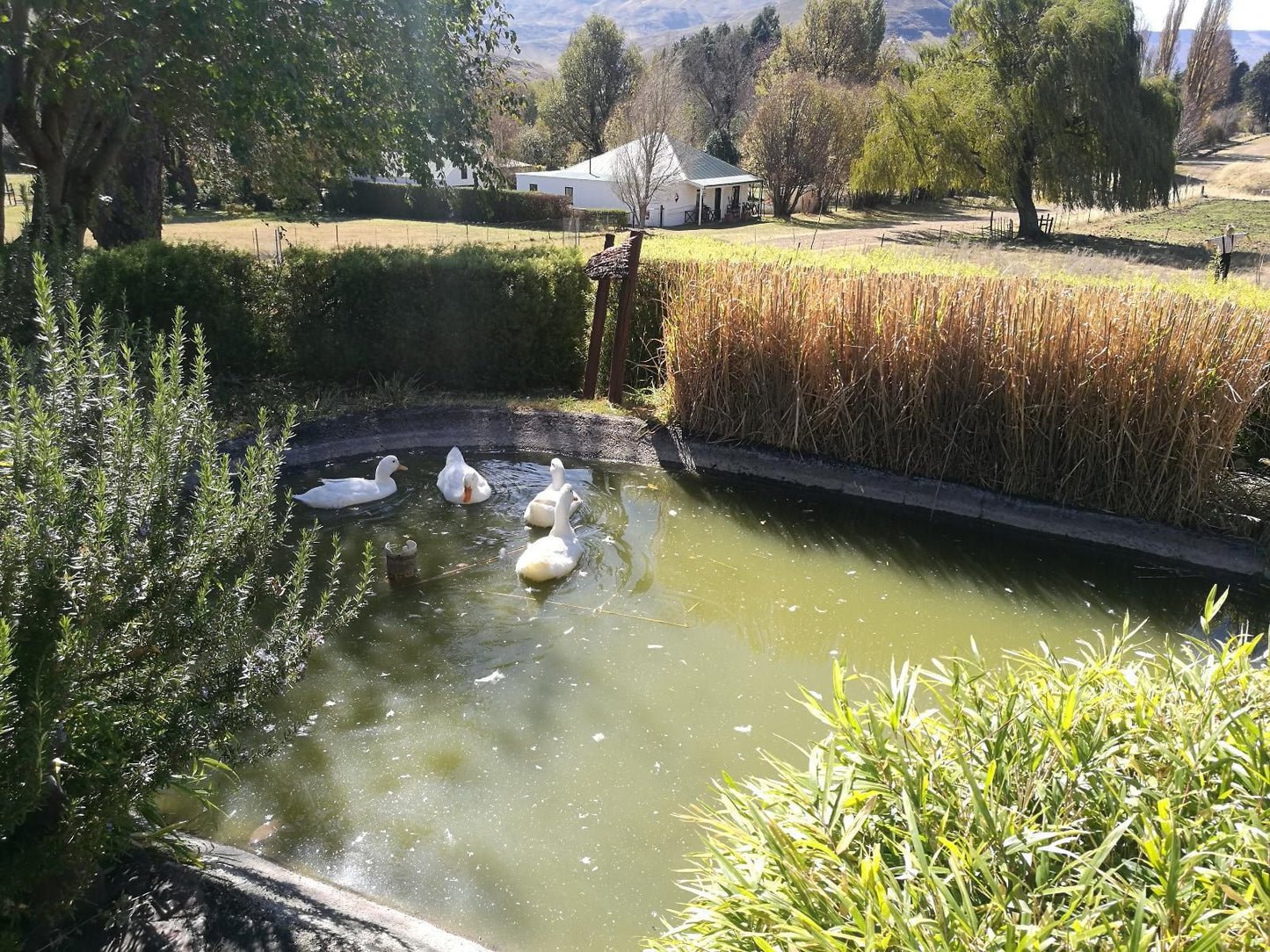 Walkerbouts Inn - Rhodes, Duck, Bird, Animal, Fountain, Architecture, Lake, Nature, Waters, Garden, Plant, Swimming Pool