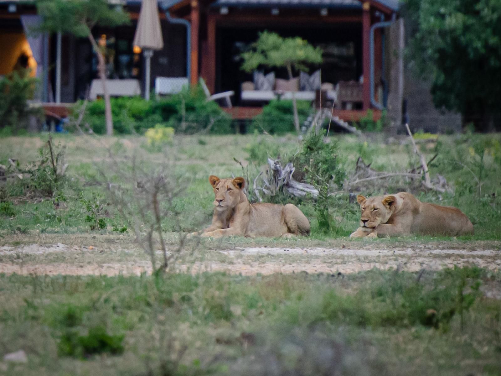 Walkers Plains Camp, Lion, Mammal, Animal, Big Cat, Predator