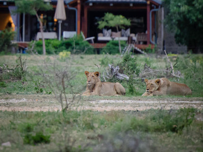 Walkers Plains Camp, Lion, Mammal, Animal, Big Cat, Predator