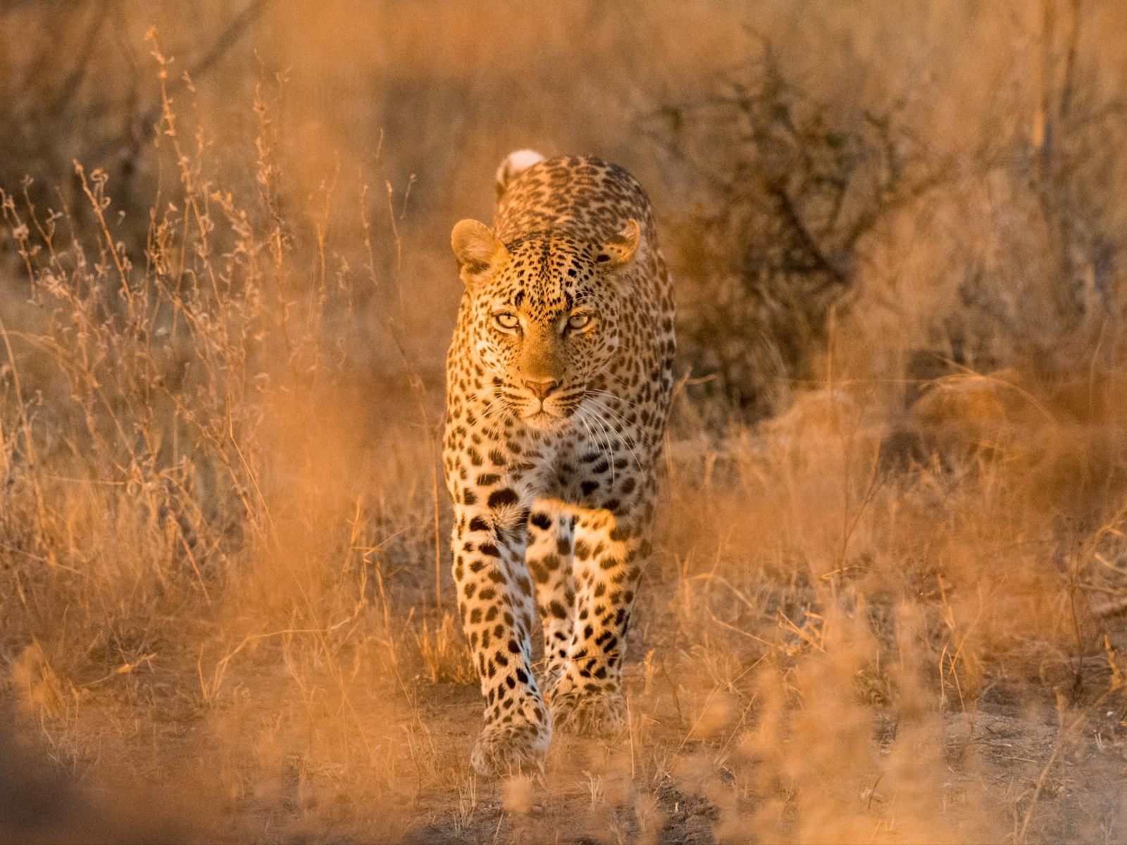 Walkers Plains Camp, Sepia Tones, Cheetah, Mammal, Animal, Big Cat, Predator