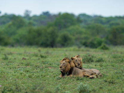 Walkers Plains Camp, Lion, Mammal, Animal, Big Cat, Predator