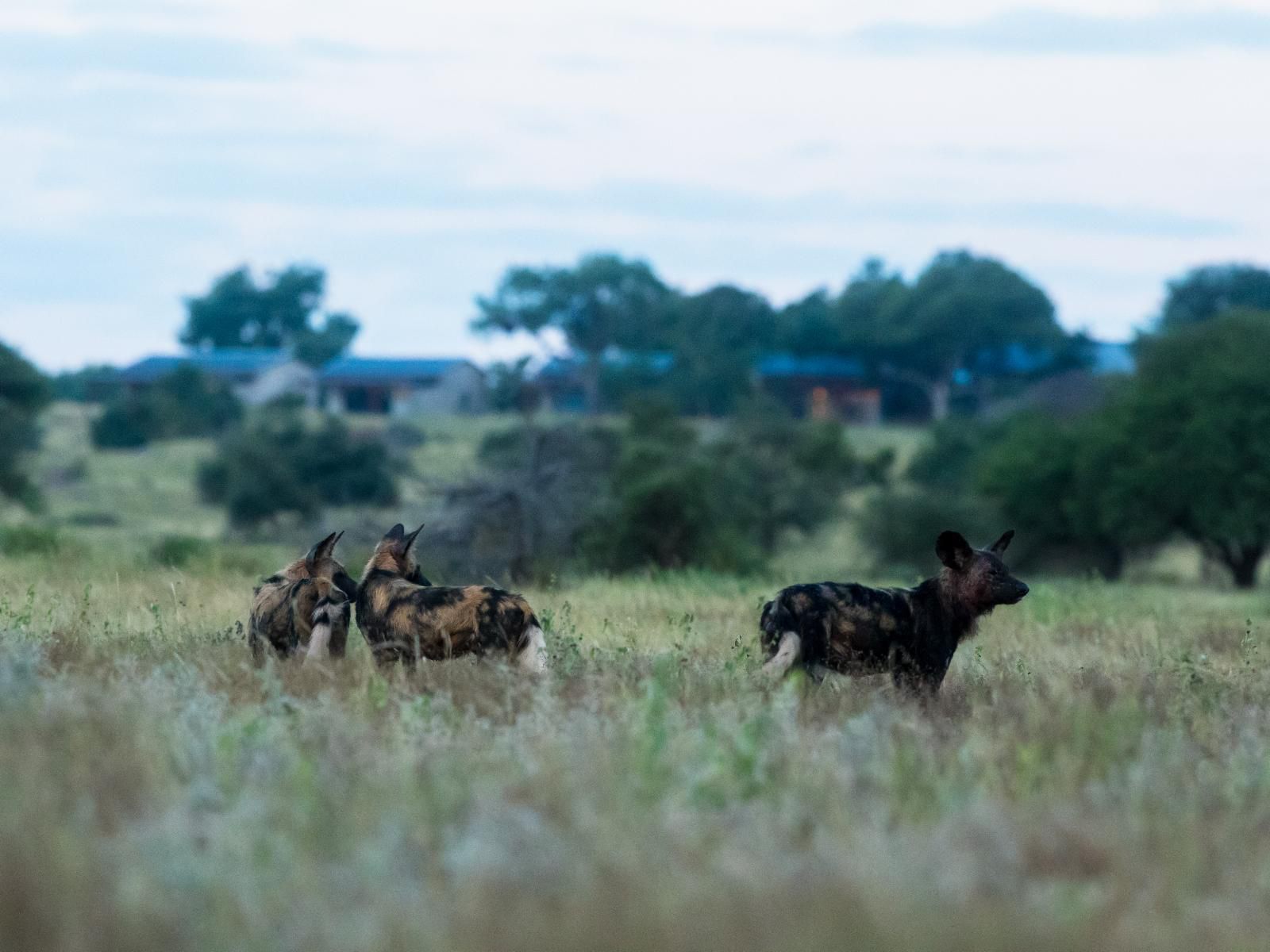 Walkers Plains Camp, Animal, Lowland, Nature