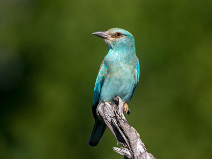 Walkers Plains Camp, Colorful, Kingfisher, Bird, Animal