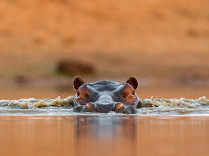 Walkers Plains Camp, Hippo, Mammal, Animal, Herbivore, Mouse, Rodent