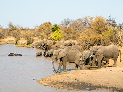 Walkers Plains Camp, Elephant, Mammal, Animal, Herbivore