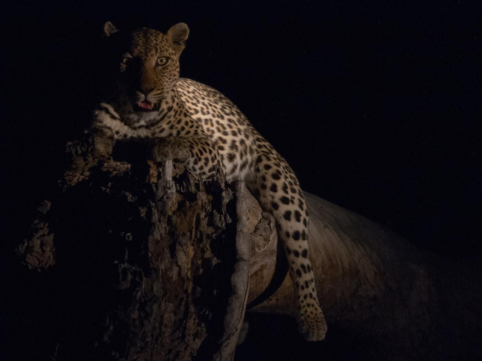 Walkers Plains Camp, Dark, Leopard, Mammal, Animal, Big Cat, Predator