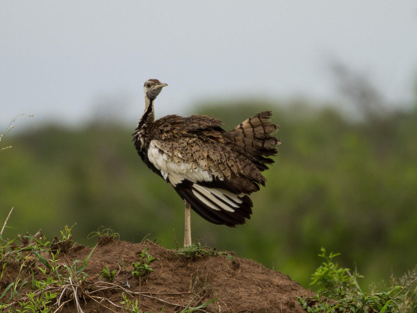 Walkers Plains Camp, Vulture, Bird, Animal