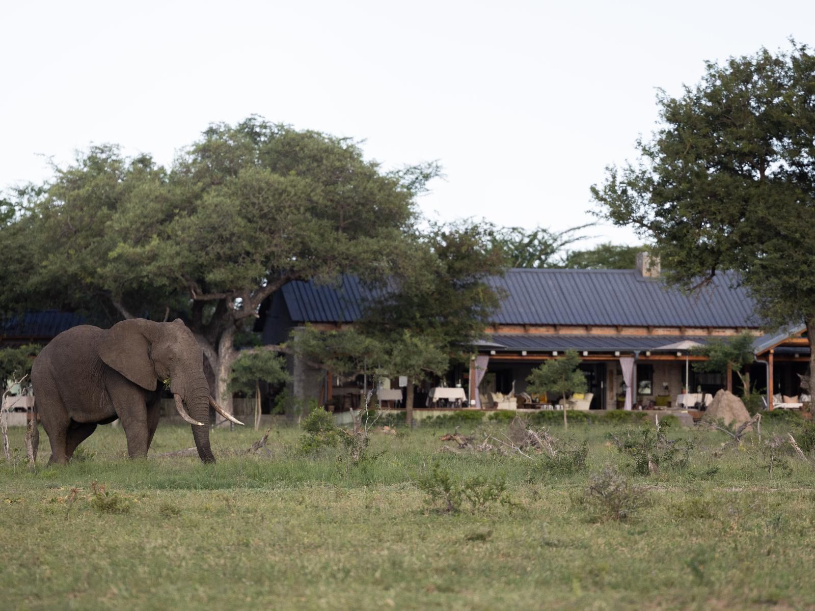 Walkers Plains Camp, Elephant, Mammal, Animal, Herbivore