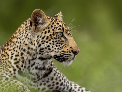 Walkers Plains Camp, Leopard, Mammal, Animal, Big Cat, Predator