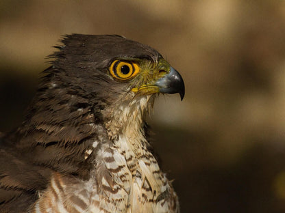 Walkers Plains Camp, Sepia Tones, Hawk, Bird, Animal, Predator