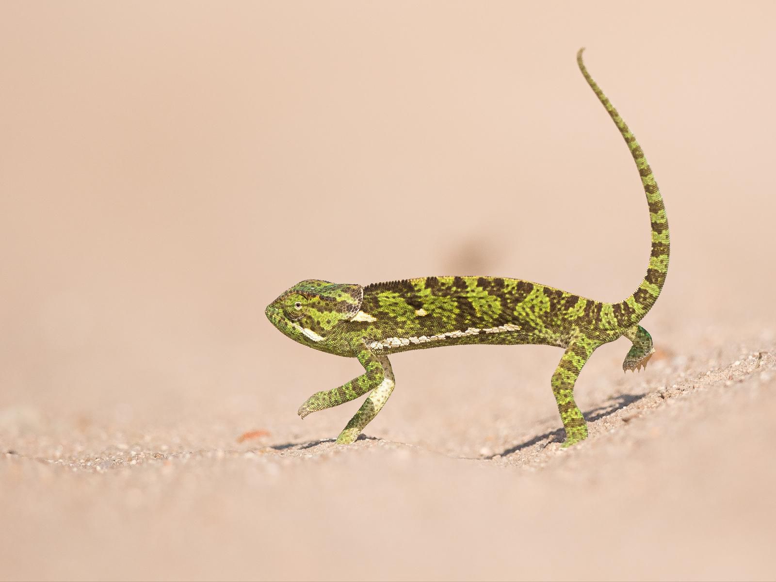 Walkers Plains Camp, Sepia Tones, Lizard, Reptile, Animal