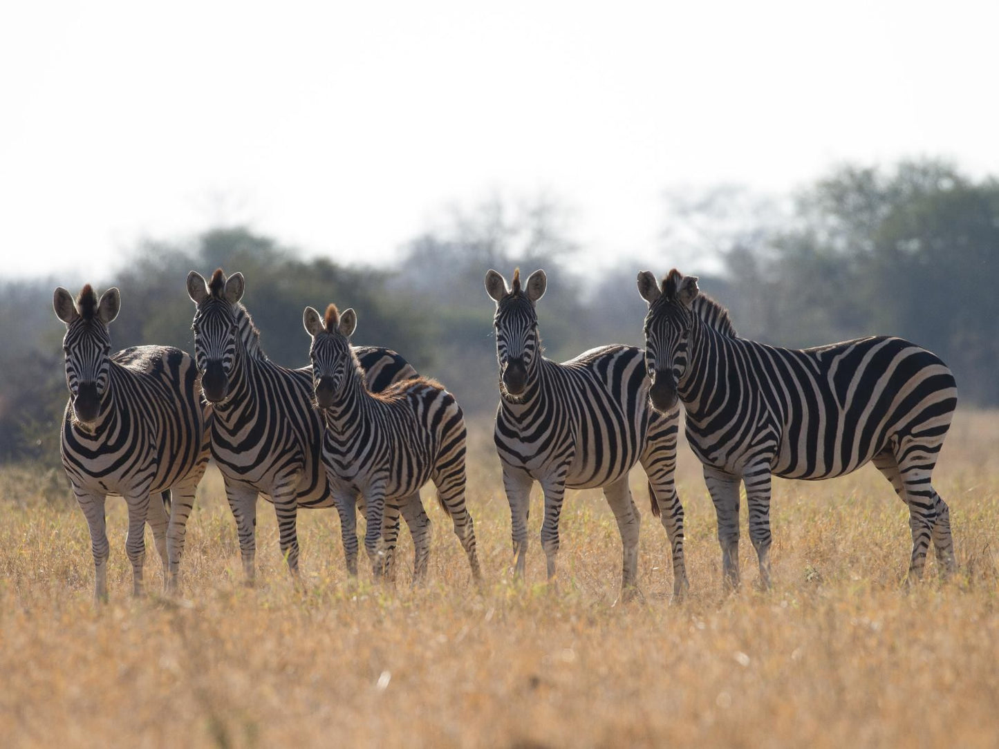 Walkers Plains Camp, Zebra, Mammal, Animal, Herbivore