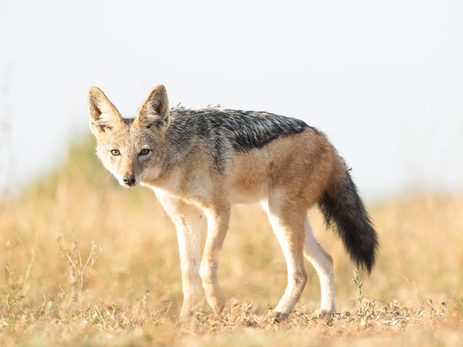 Walkers Plains Camp, Animal