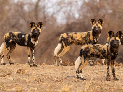 Walkers Plains Camp, Hyaena, Mammal, Animal