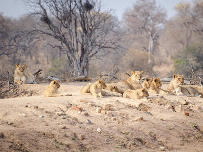 Walkers Plains Camp, Lion, Mammal, Animal, Big Cat, Predator