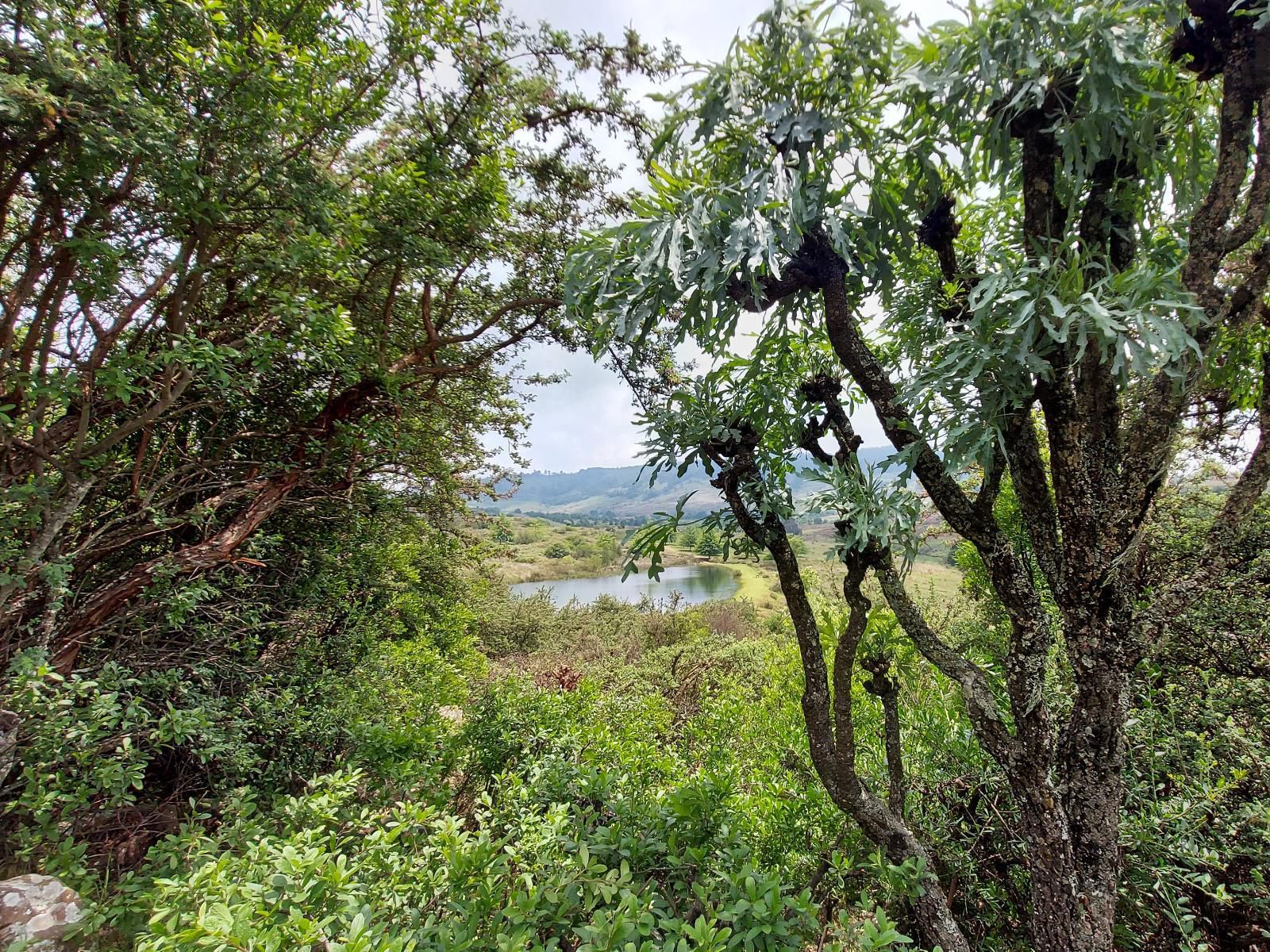 Walkersons Marks Cottage Dullstroom Mpumalanga South Africa Forest, Nature, Plant, Tree, Wood