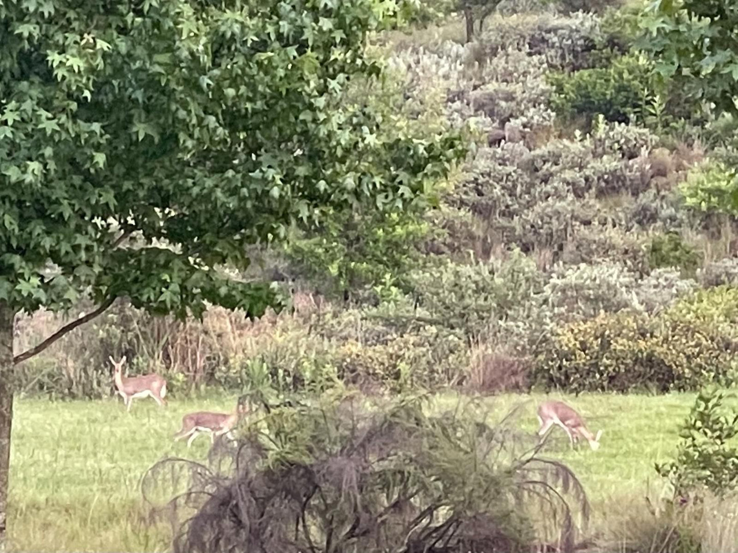 Walkersons Pastures Village Dullstroom Mpumalanga South Africa Deer, Mammal, Animal, Herbivore