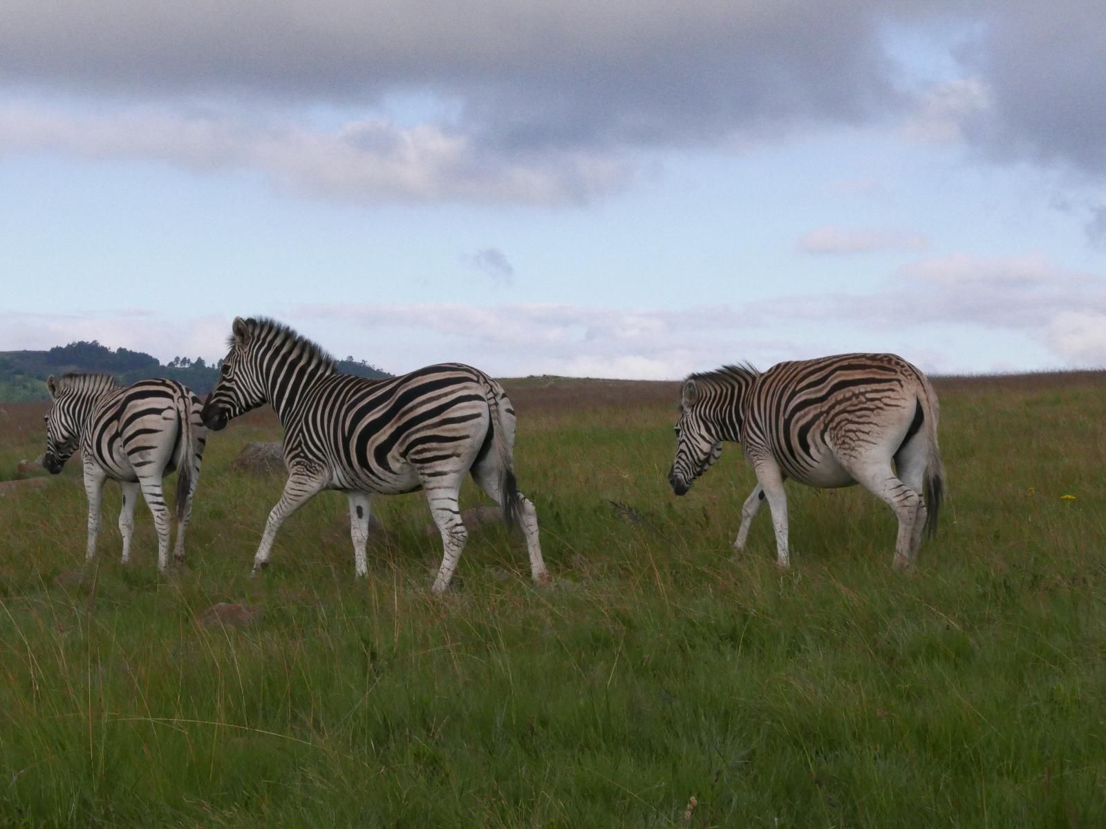 Walkersons Pastures Village Dullstroom Mpumalanga South Africa Complementary Colors, Zebra, Mammal, Animal, Herbivore