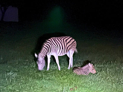 Walkersons Pastures Village Dullstroom Mpumalanga South Africa Zebra, Mammal, Animal, Herbivore