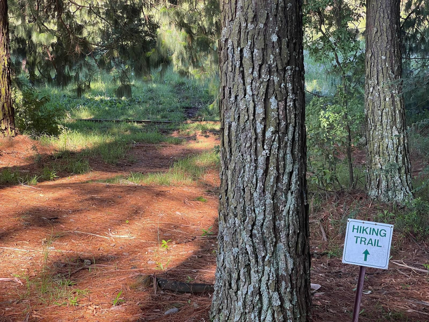 Walkersons Pastures Village Dullstroom Mpumalanga South Africa Forest, Nature, Plant, Tree, Wood, Sign