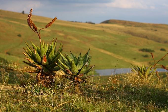 Wandersheim Wakkerstroom Mpumalanga South Africa Field, Nature, Agriculture, Pineapple, Fruit, Food, Plant