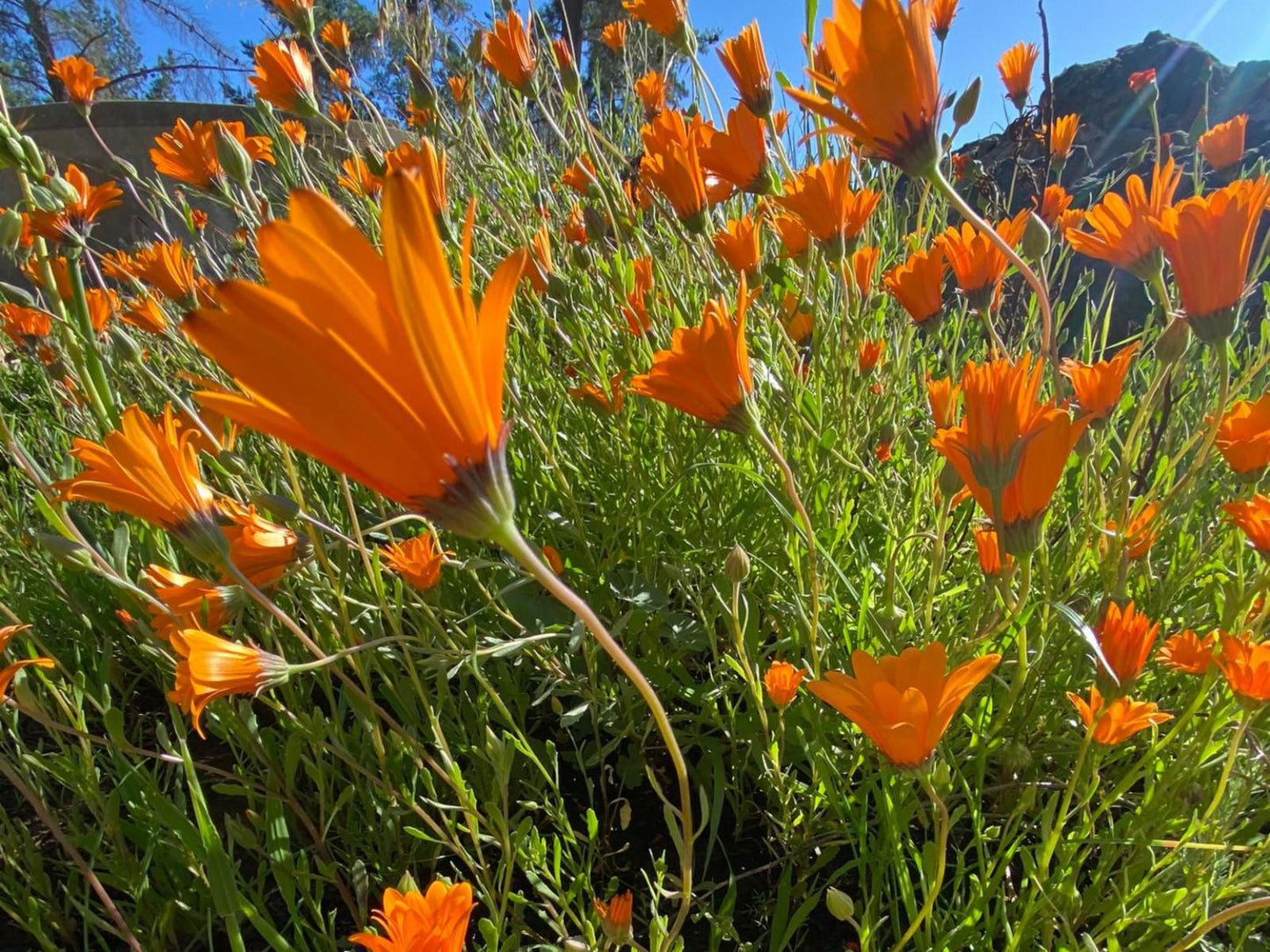 Wapad Gastehuis Nieuwoudtville Northern Cape South Africa Flower, Plant, Nature, Meadow, Tulip