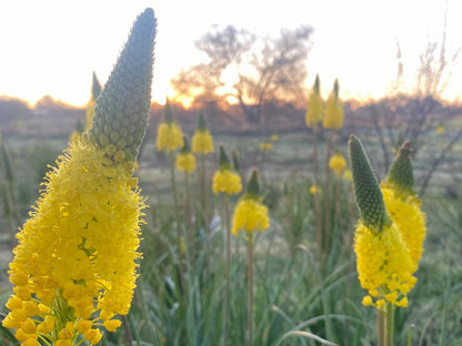 Wapad Gastehuis Nieuwoudtville Northern Cape South Africa Cactus, Plant, Nature, Daffodil, Flower, Field, Agriculture, Garden