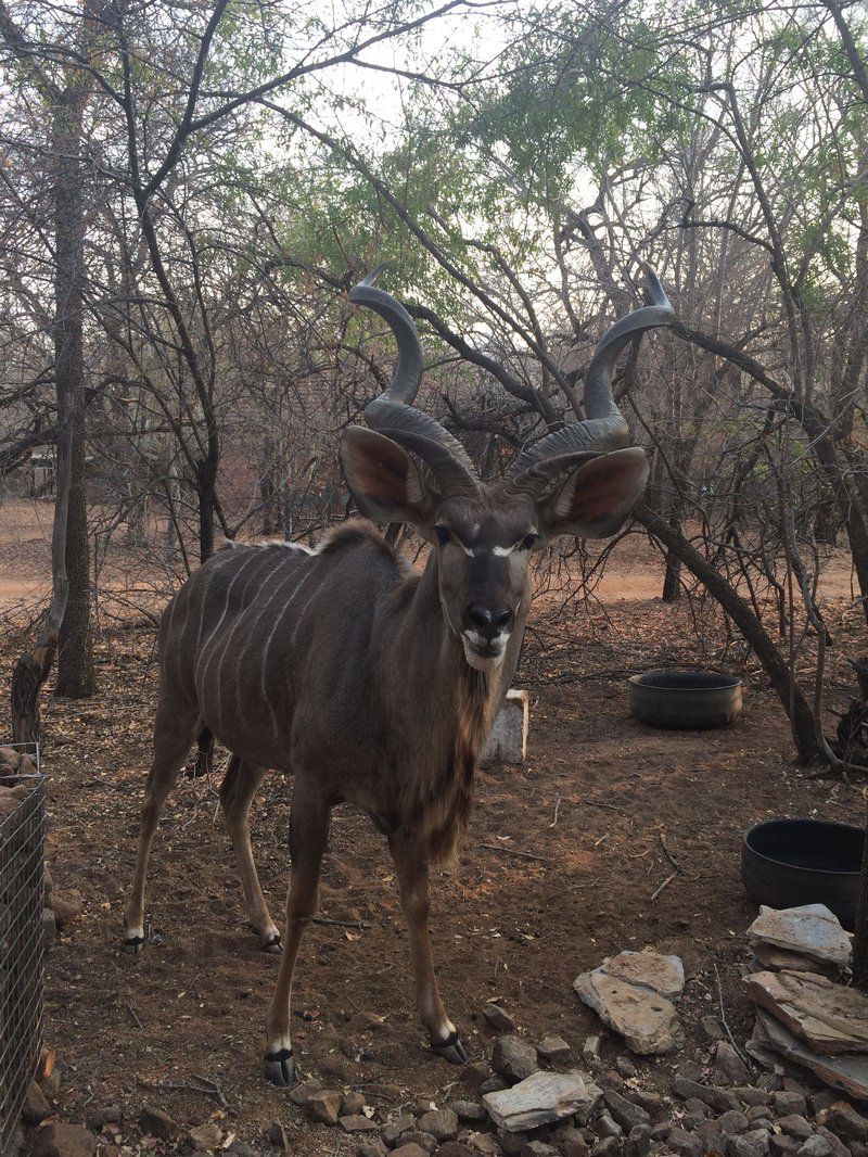 Warthog Corner Leeupoort Vakansiedorp Limpopo Province South Africa Unsaturated, Animal