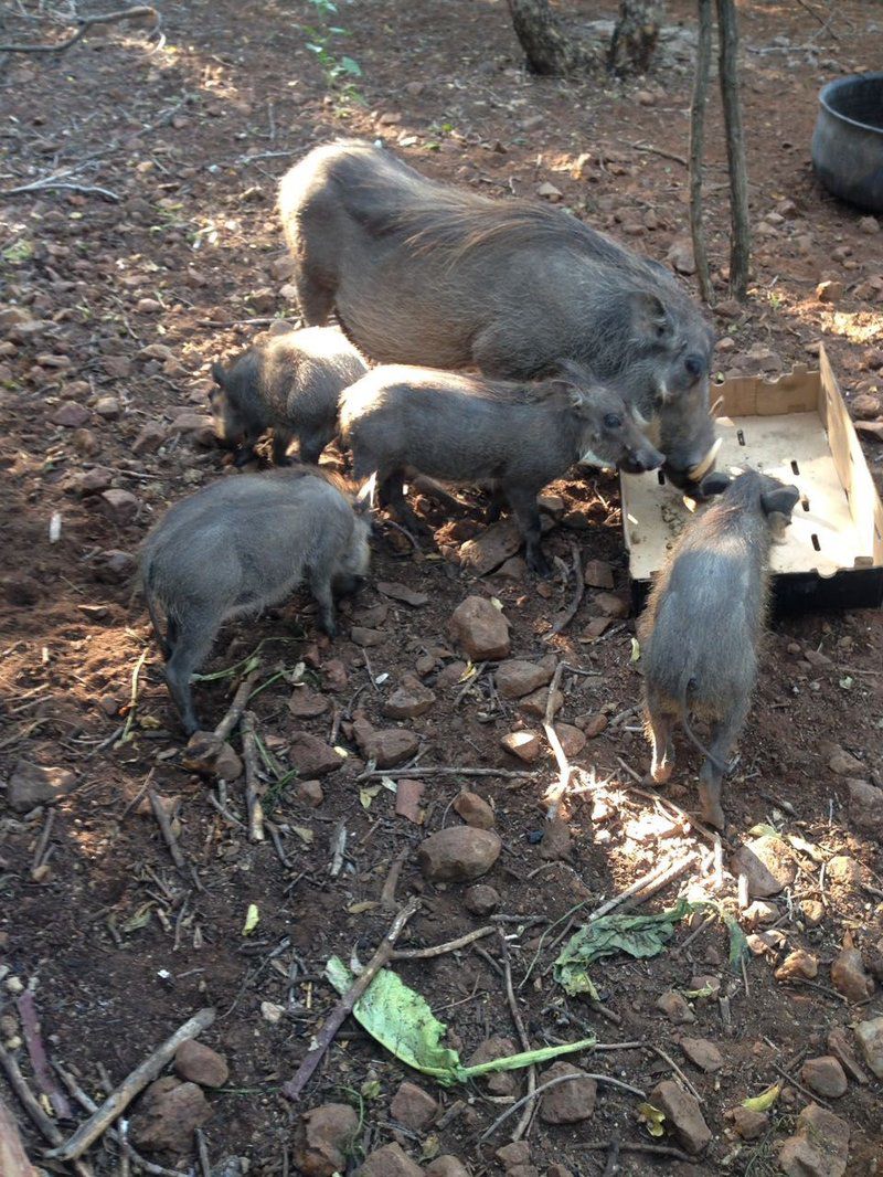 Warthog Corner Leeupoort Vakansiedorp Limpopo Province South Africa Unsaturated, Boar, Mammal, Animal, Herbivore, Pig, Agriculture, Farm Animal