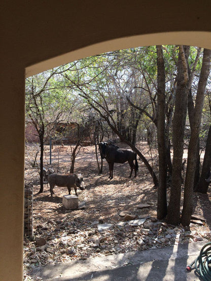 Warthog Corner Leeupoort Vakansiedorp Limpopo Province South Africa Animal