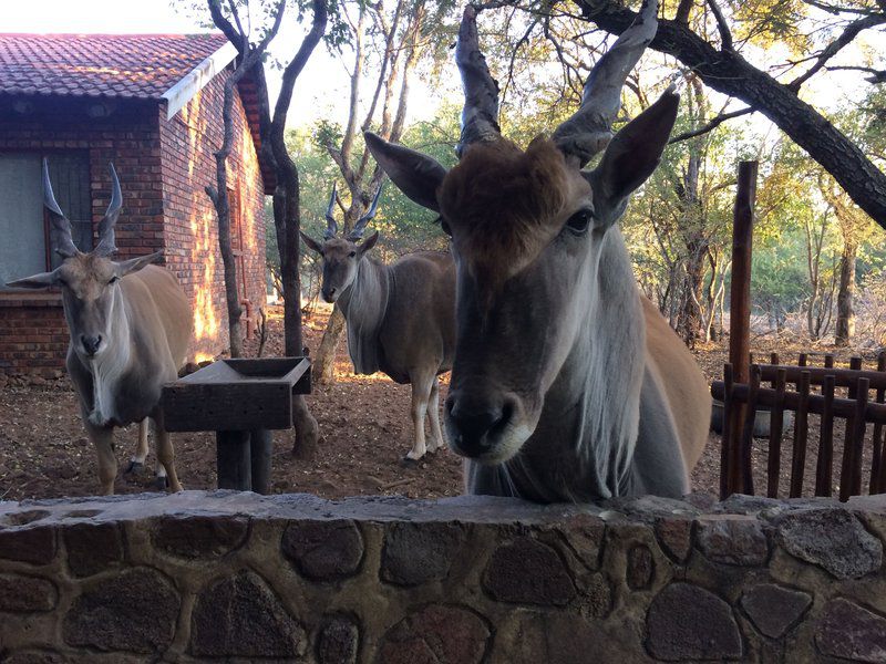 Warthog Corner Leeupoort Vakansiedorp Limpopo Province South Africa Animal