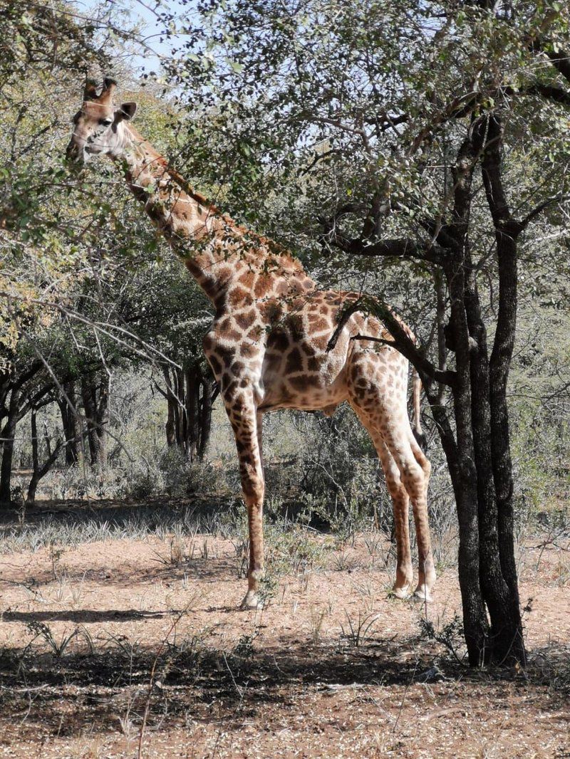 Warthog Corner Leeupoort Vakansiedorp Limpopo Province South Africa Giraffe, Mammal, Animal, Herbivore