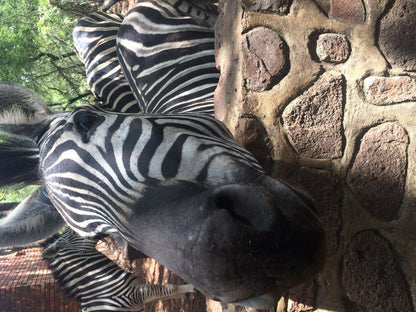 Warthog Corner Leeupoort Vakansiedorp Limpopo Province South Africa Zebra, Mammal, Animal, Herbivore