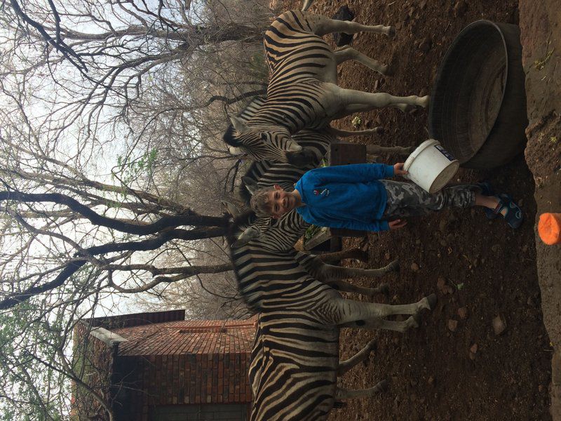 Warthog Corner Leeupoort Vakansiedorp Limpopo Province South Africa Animal