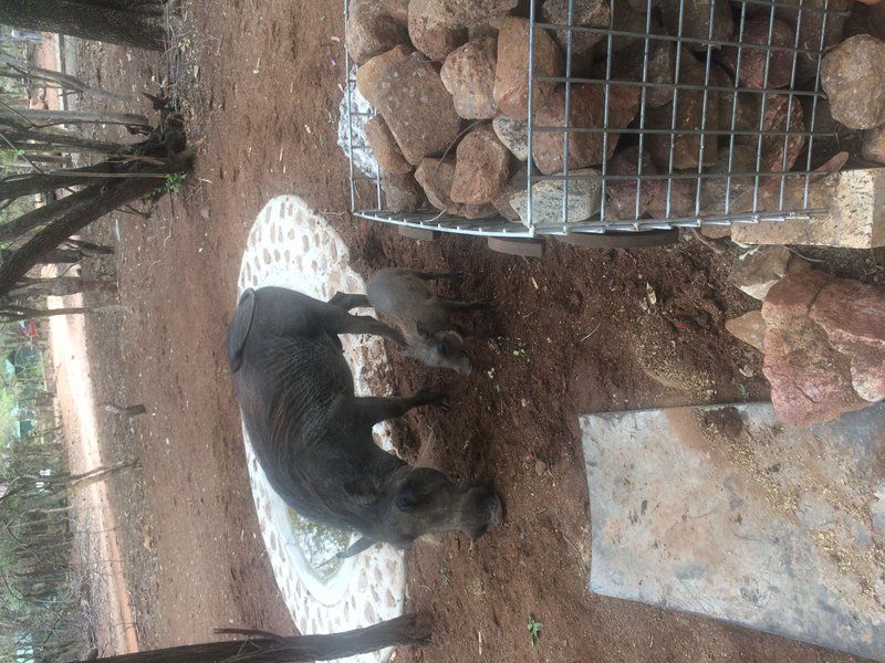 Warthog Corner Leeupoort Vakansiedorp Limpopo Province South Africa Unsaturated, Animal