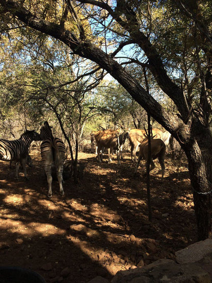 Warthog Corner Leeupoort Vakansiedorp Limpopo Province South Africa Zebra, Mammal, Animal, Herbivore, Forest, Nature, Plant, Tree, Wood