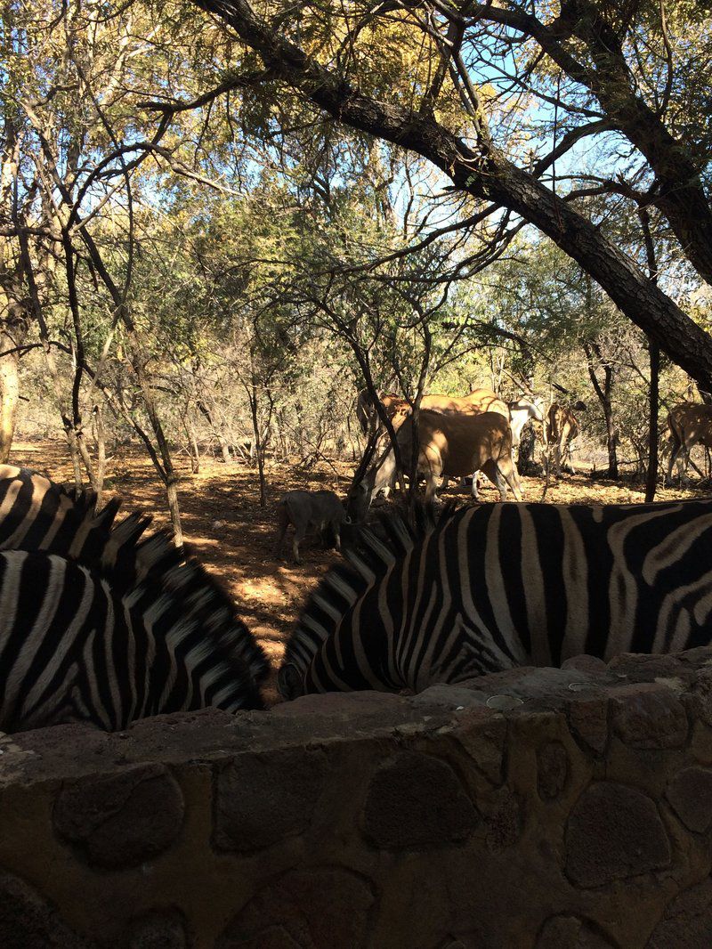 Warthog Corner Leeupoort Vakansiedorp Limpopo Province South Africa Zebra, Mammal, Animal, Herbivore