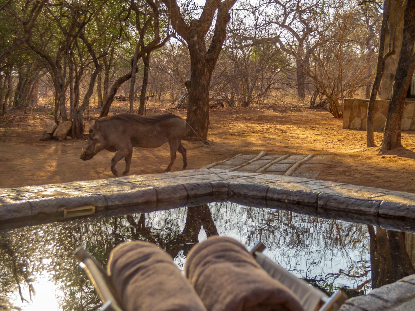 Warthogs Rest Hoedspruit Limpopo Province South Africa Animal