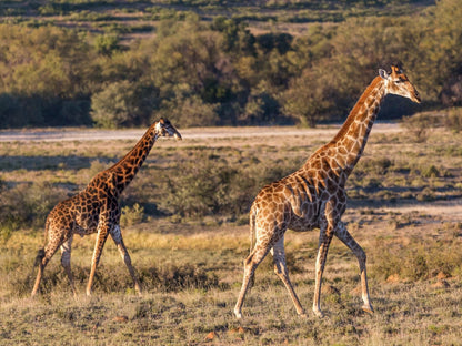 Waschbank River Lodge Gariep Dam Free State South Africa Giraffe, Mammal, Animal, Herbivore