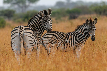 Waterberg Game Park Melkrivier Limpopo Province South Africa Zebra, Mammal, Animal, Herbivore