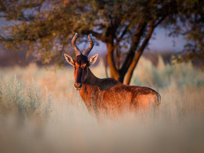 Waterberg Guest Farm, Deer, Mammal, Animal, Herbivore