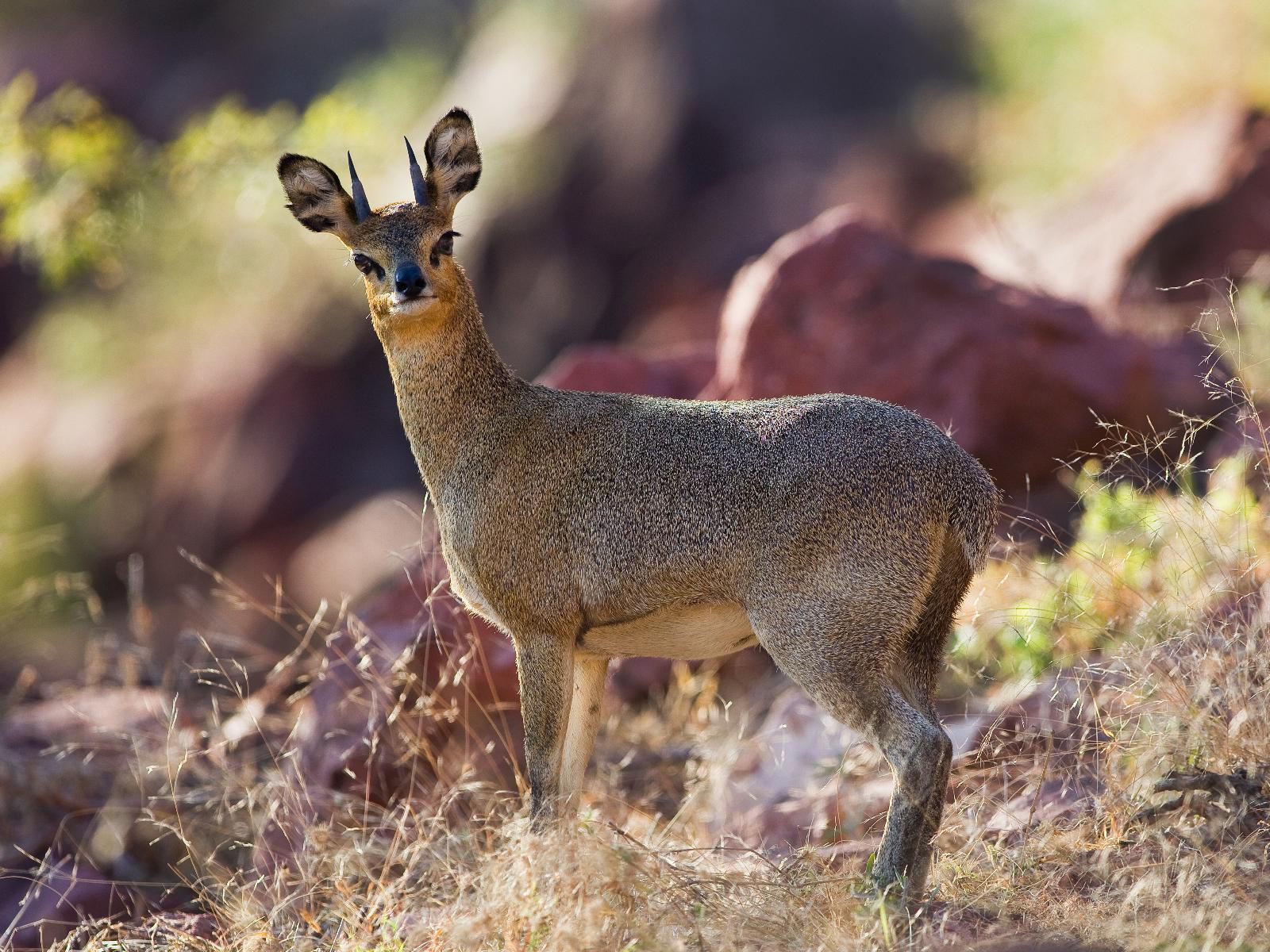 Waterberg Guest Farm, Deer, Mammal, Animal, Herbivore