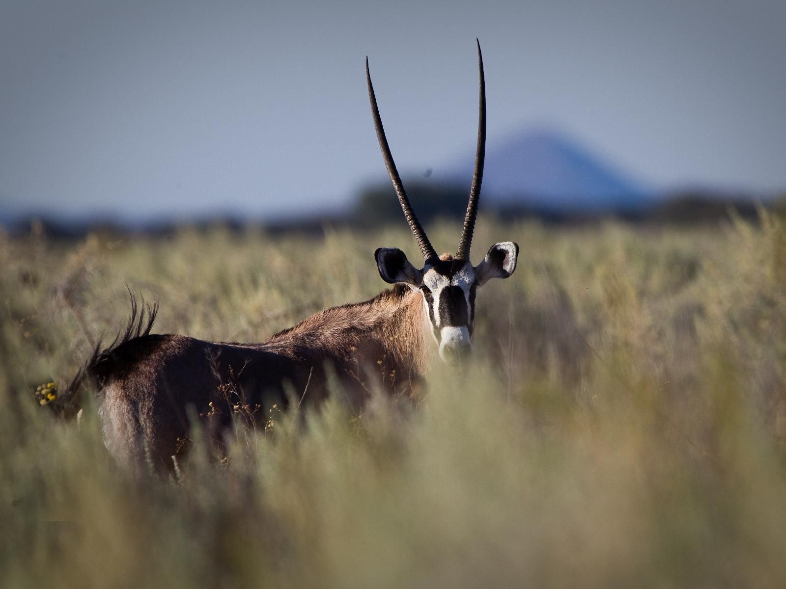 Waterberg Guest Farm, Cow, Mammal, Animal, Agriculture, Farm Animal, Herbivore