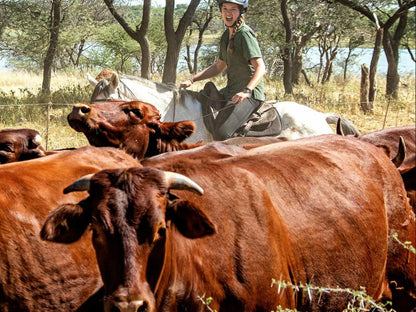 Waterberg Guest Farm, Face, Person, One Face, Cow, Mammal, Animal, Agriculture, Farm Animal, Herbivore, Frontal Face