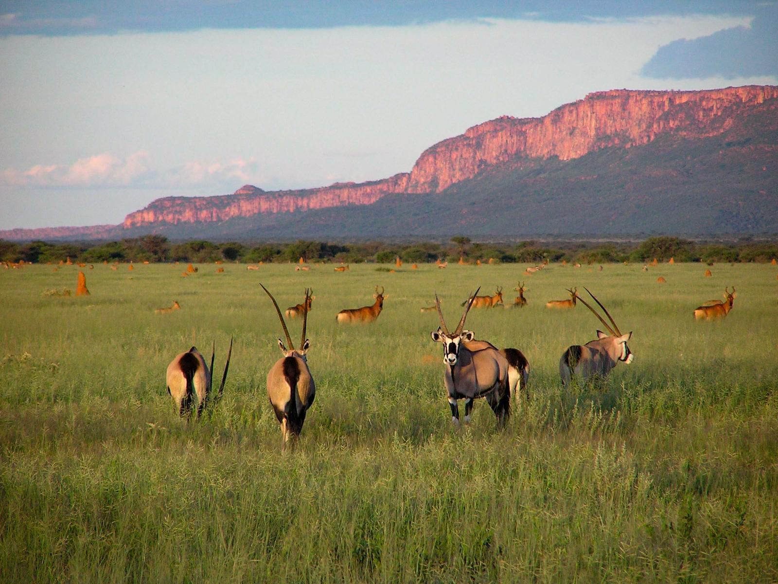 Waterberg Guest Farm, Lowland, Nature