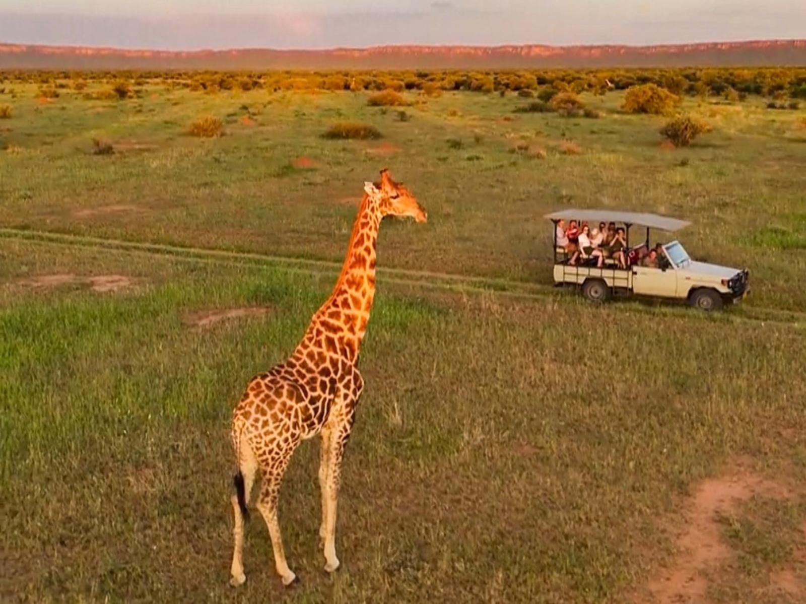 Waterberg Guest Farm, Sepia Tones, Giraffe, Mammal, Animal, Herbivore