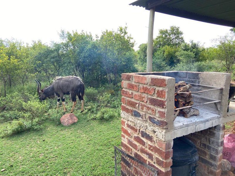 Waterberg Wilderness Reserve Waterberg Limpopo Province South Africa Water Buffalo, Mammal, Animal, Herbivore