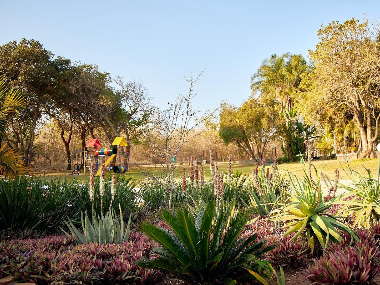 Waterberry Hill, Palm Tree, Plant, Nature, Wood, Garden