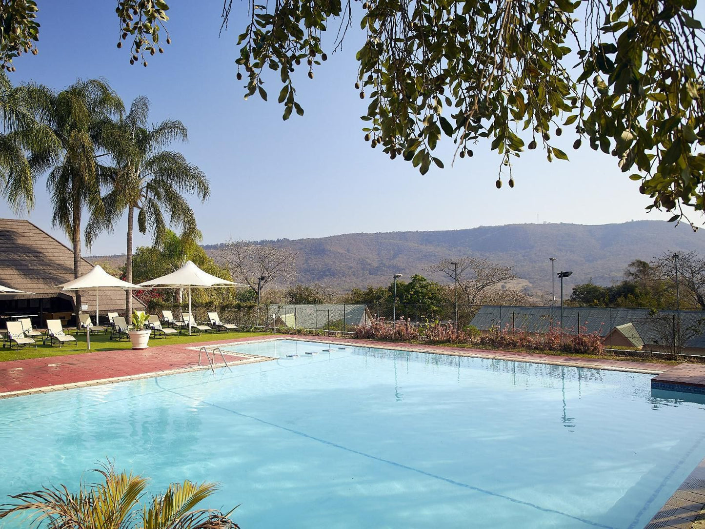 Waterberry Hill, Palm Tree, Plant, Nature, Wood, Swimming Pool